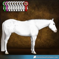 Horse Color:Blue Roan Sabino Appaloosa 