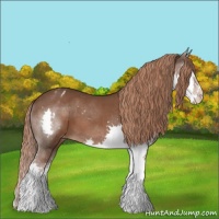 Horse Color:Liver Chestnut Splash Appaloosa 