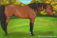 Horse Color:Bay Rabicano 