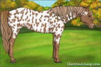 Horse Color:Chestnut Near Leopard 