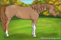 Horse Color:Red Roan Tobiano Frame 