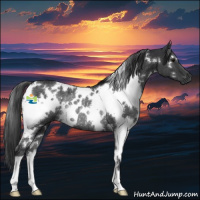 Horse Color:White Spotted Black Rabicano