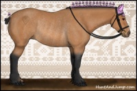 Horse Color:Bay Rabicano 