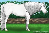 Horse Color:Cremello