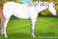 Horse Color:White Spotted Gold Champagne