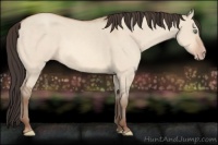 Horse Color:Amber Champagne Dun