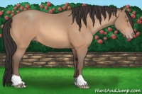 Horse Color:Amber Champagne