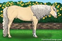 Horse Color:Gold Cream Champagne 