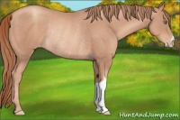 Horse Color:Gold Champagne Varnish Rabicano 