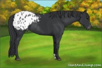 Horse Color:Black Appaloosa Rabicano