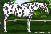 Horse Color:Liver Chestnut Near Leopard 