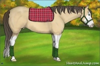 Horse Color:Amber Cream Champagne Splash