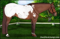 Horse Color:Chocolate Bay Roan Appaloosa 