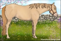 Horse Color:Gold Champagne 