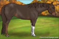 Horse Color:Liver Chestnut Tobiano 