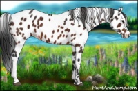Horse Color:Brown Appaloosa 