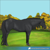 Horse Color:Black  and Black 