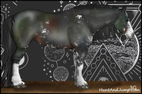 Horse Color:Gray Brown Sabino Rabicano 