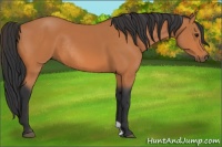 Horse Color:Bay Rabicano 