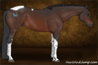 Horse Color:Bay Tobiano 