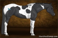 Horse Color:Black Tobiano 