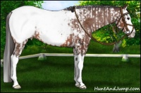 Horse Color:Bay Splash Tobiano Near Leopard  and Bay Splash Near Fewspot 