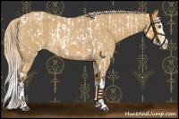Horse Color:Buckskin Roan Near Leopard  and Palomino Roan Splash 