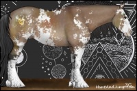 Horse Color:Bay Dun Sabino Rabicano 