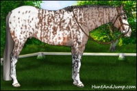 Horse Color:Bay Snowcap  and Bay Splash Near Leopard 