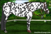 Horse Color:Black Near Leopard Rabicano 