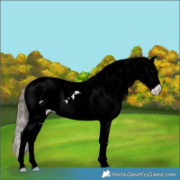 Horse Color:Black Near Leopard 