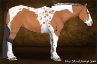 Horse Color:Bay Splash Tobiano