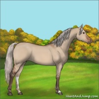 Horse Color:Silver Brown Dun 