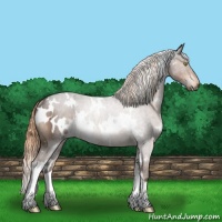 Horse Color:White Spotted Liver Red Roan Rabicano