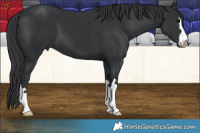 Horse Color:Black 