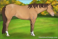 Horse Color:Sable Cream Champagne 