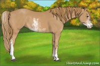 Horse Color:Chestnut Sabino 