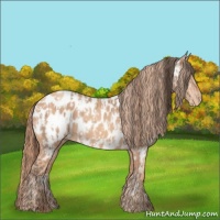 Horse Color:Amber Champagne Appaloosa  and Gold Champagne Appaloosa 