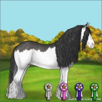 Horse Color:Black Splash Rabicano 