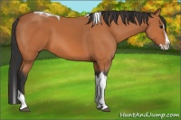 Horse Color:Bay Splash Tobiano