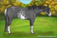 Horse Color:White Spotted Blue Roan Splash Frame Varnish 