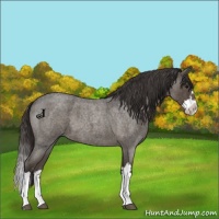 Horse Color:Smoky Blue Roan Sabino Splash 