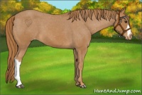 Horse Color:Chestnut Appaloosa