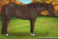 Horse Color:Liver Chestnut 