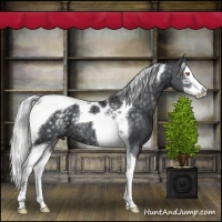Horse Color:White Spotted Silver Black Chinchilla Splash Tobiano Rabicano 
