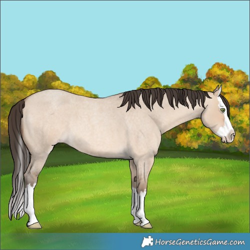 Horse Color:Amber Champagne Roan Dun Splash 