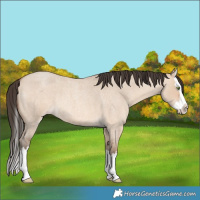 Horse Color:Amber Champagne Roan Dun Splash