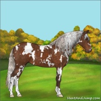Horse Color:White Spotted Silver Buckskin 