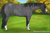 Horse Color:Blue Roan Varnish 