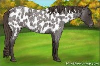 Horse Color:Smoky Blue Roan Appaloosa 